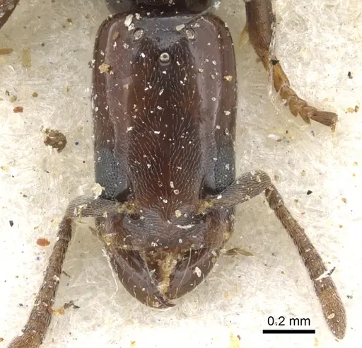 Tapinoma schultzei - CASENT0903064