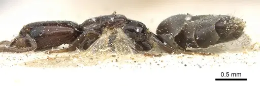 Tapinoma schultzei - CASENT0903064