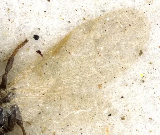 Tapinoma schultzei - CASENT0903064