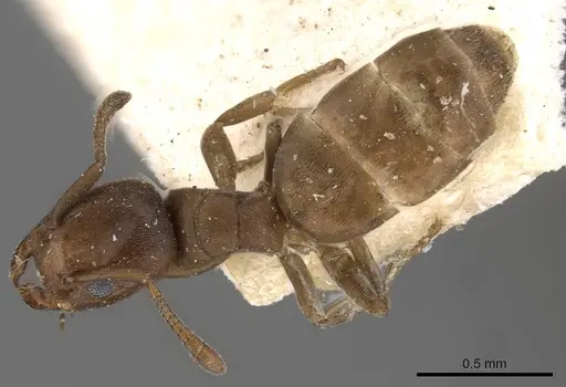 Tapinoma schultzei - CASENT0909809