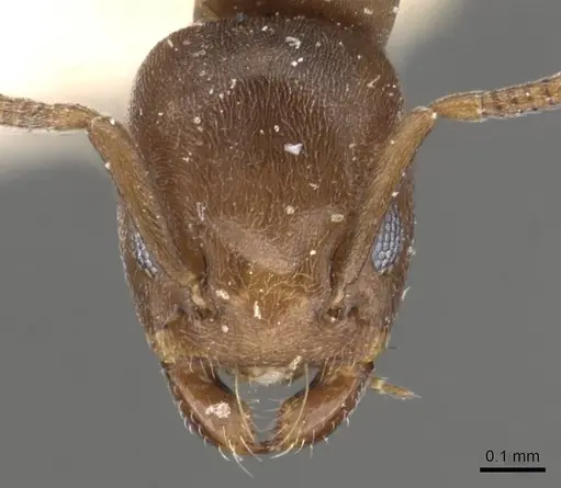 Tapinoma schultzei - CASENT0909809