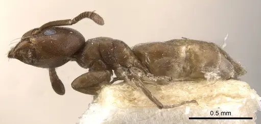 Tapinoma schultzei - CASENT0909809