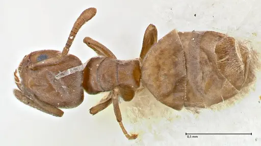 Tapinoma schultzei - FOCOL2859-1