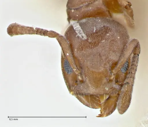 Tapinoma schultzei - FOCOL2859-1