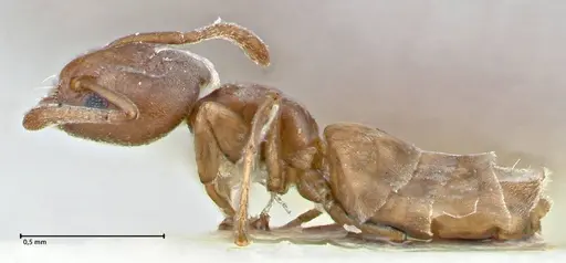 Tapinoma schultzei - FOCOL2859-1