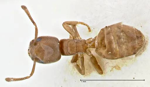 Tapinoma schultzei - FOCOL2859-2