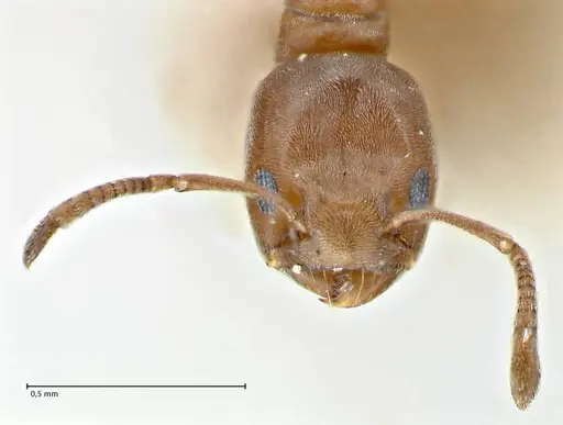 Tapinoma schultzei - FOCOL2859-2