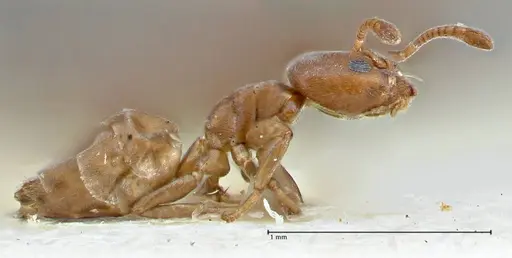 Tapinoma schultzei - FOCOL2859-2