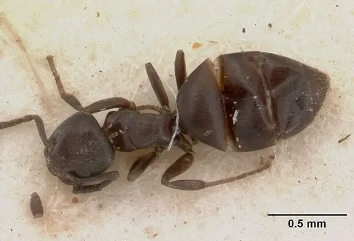 Tapinoma schultzei - SAM-HYM-C004779