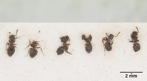 Tapinoma schultzei - SAM-HYM-C004779