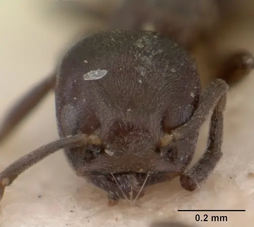 Tapinoma schultzei - SAM-HYM-C004779