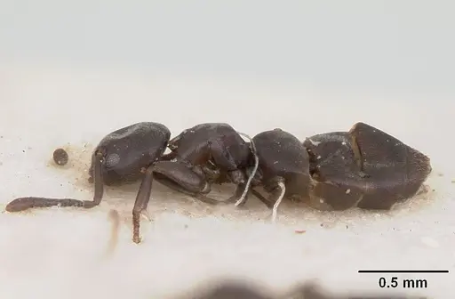 Tapinoma schultzei - SAM-HYM-C004779