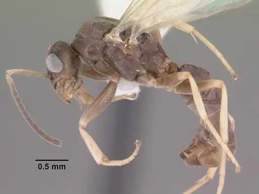 Tapinoma sessile - CASENT0104534