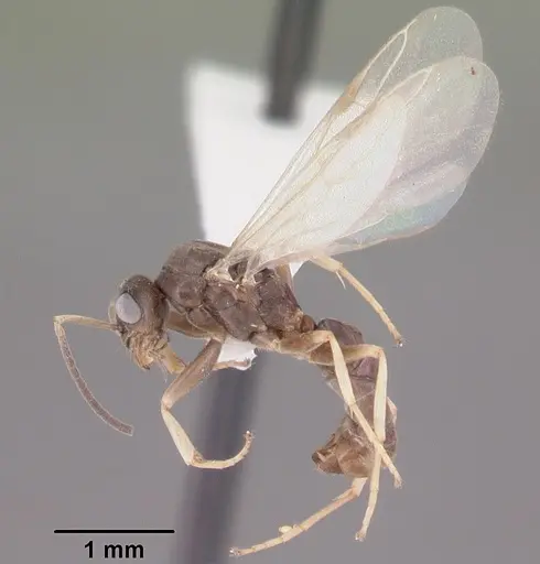 Tapinoma sessile - CASENT0104534