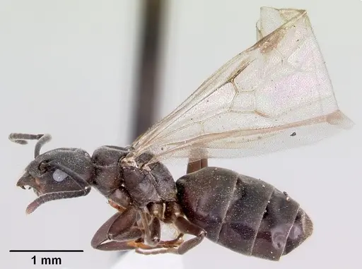 Tapinoma sessile - CASENT0104850