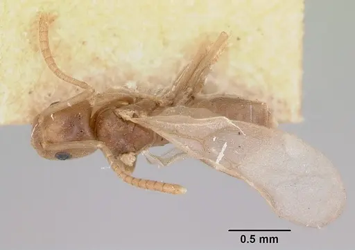 Tapinoma sessile - CASENT0172856