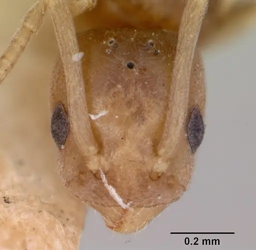 Tapinoma sessile - CASENT0172856