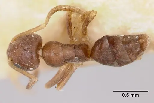 Tapinoma sessile - CASENT0172857