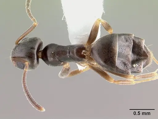 Tapinoma sessile - CASENT0179855