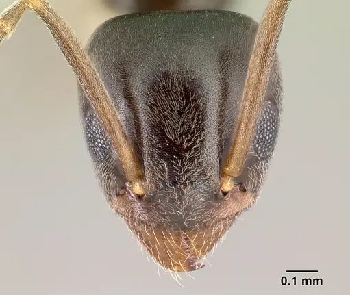 Tapinoma sessile - CASENT0179855