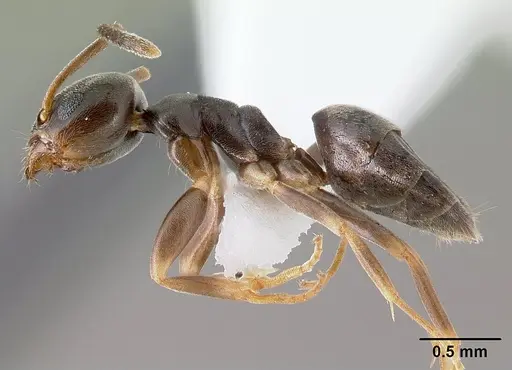 Tapinoma sessile - CASENT0179855