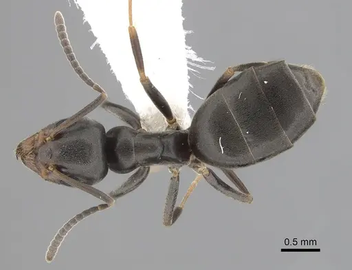 Tapinoma sessile - CASENT0249770