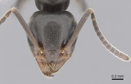 Tapinoma sessile - CASENT0249770