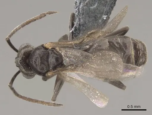 Tapinoma sessile - CASENT0724957