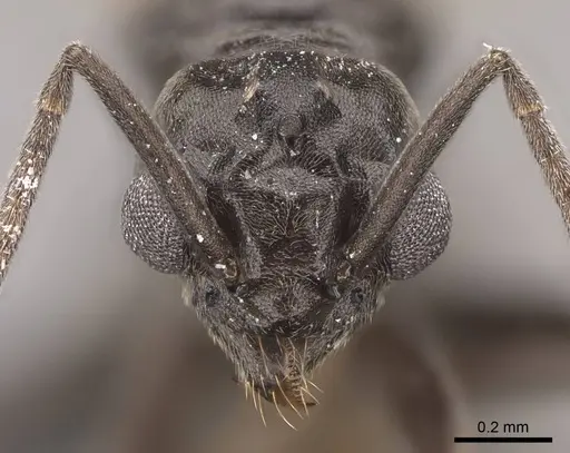 Tapinoma sessile - CASENT0724957