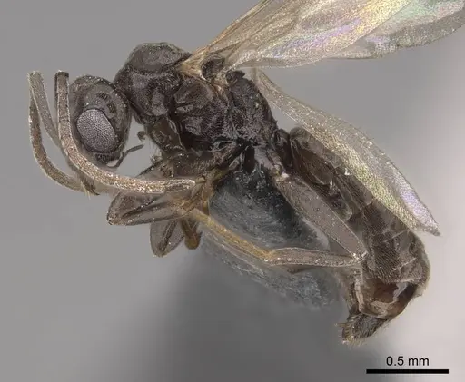 Tapinoma sessile - CASENT0724957