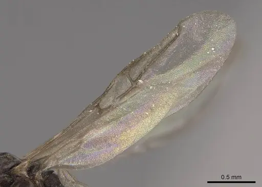 Tapinoma sessile - CASENT0724957