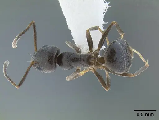 Tapinoma sessile - CASENT0761110