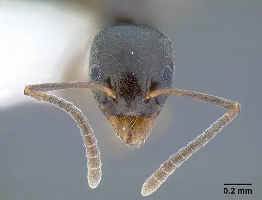 Tapinoma sessile - CASENT0761110