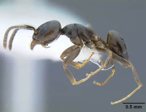 Tapinoma sessile - CASENT0761110