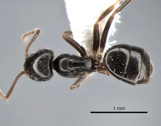 Tapinoma sessile - CASENT0882282