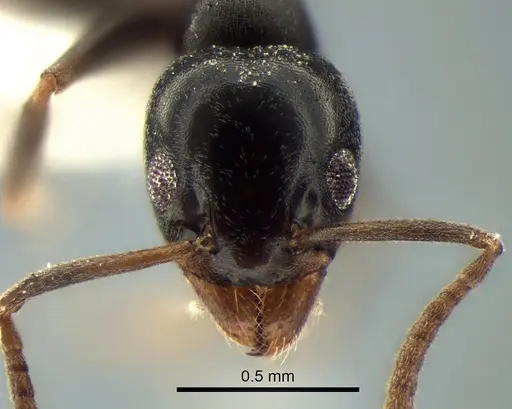 Tapinoma sessile - CASENT0882282