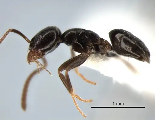 Tapinoma sessile - CASENT0882282