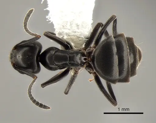 Tapinoma sessile - CASENT0882283