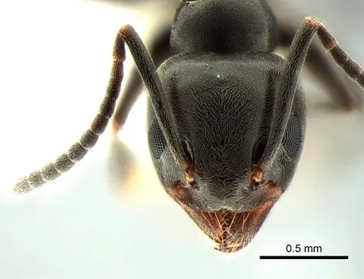 Tapinoma sessile - CASENT0882283