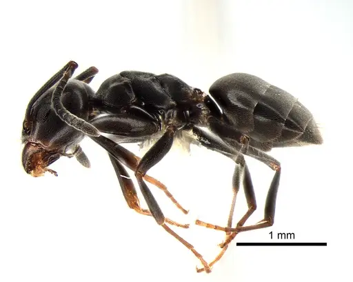 Tapinoma sessile - CASENT0882283