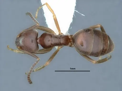 Tapinoma sessile - CASENT0883376