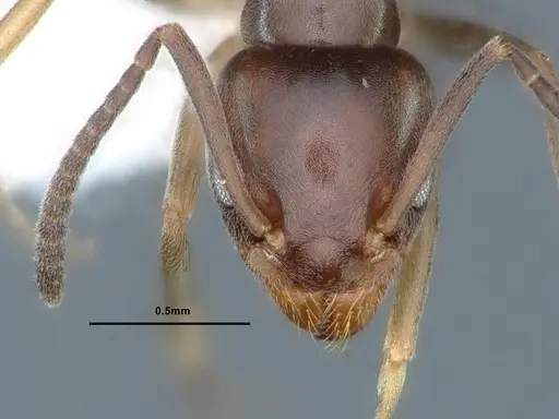 Tapinoma sessile - CASENT0883376