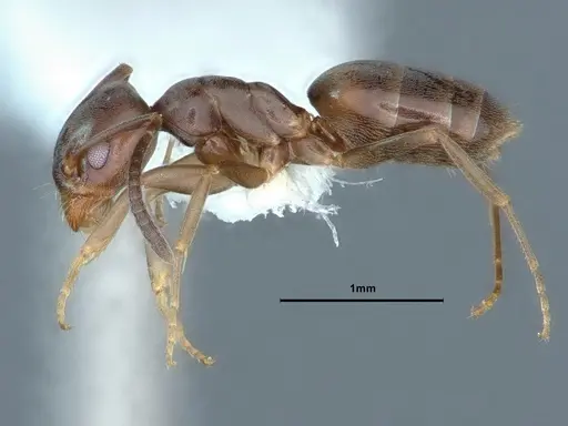 Tapinoma sessile - CASENT0883376