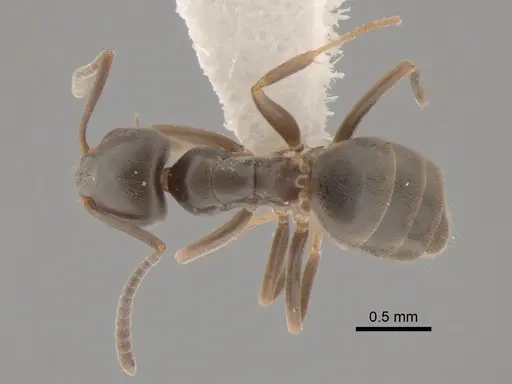 Tapinoma sessile - CASENT0886691