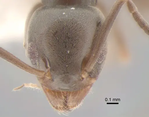 Tapinoma sessile - CASENT0886691