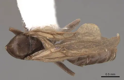 Tapinoma sessile - CASENT0923116