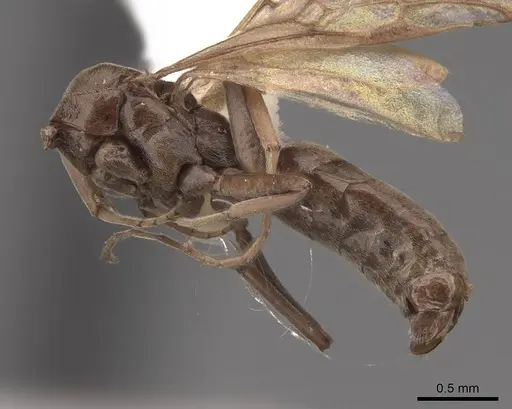 Tapinoma sessile - CASENT0923116