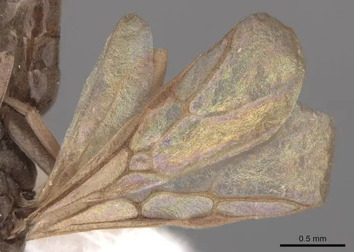 Tapinoma sessile - CASENT0923116