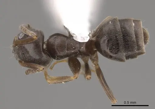 Tapinoma sessile - CASENT0923117