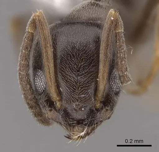 Tapinoma sessile - CASENT0923117